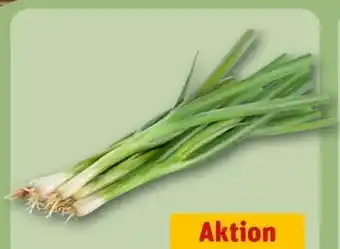 REWE Center Lauchzwiebeln Angebot