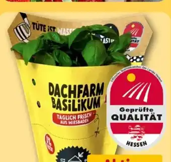 REWE Center Dachfarm Basilikum Angebot