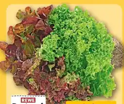 REWE Rewe Regional Wurzelsalat Salattrio Angebot