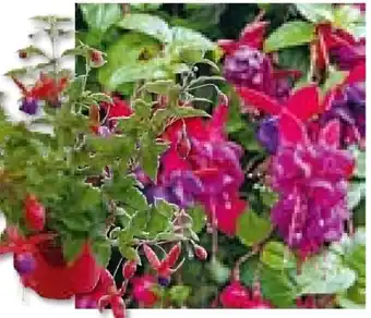 Hellweg Fuchsien Angebot