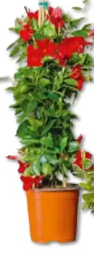 Hellweg Dipladenia-Pyramide Angebot