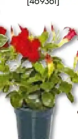 Hellweg Dipladenia Sundaville Angebot