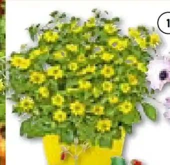Hellweg Husarenknöpfchen Angebot