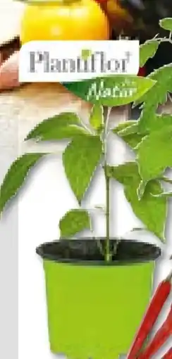 Hellweg Peperoni Pflanzen Angebot