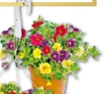 Hellweg Calibrachoa Trio Angebot