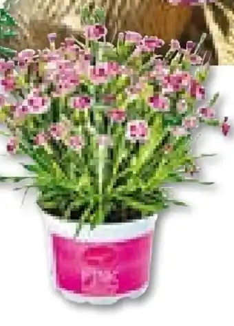 Hellweg Prinzess-Nelke Angebot