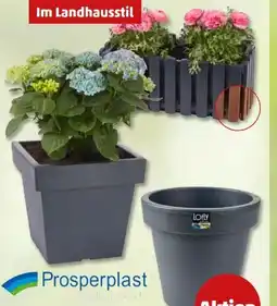 PENNY Prosperplast Blumenkübel Lofly Angebot