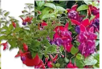 BayWa Bau & Garten Fuchsia Hybriden Angebot