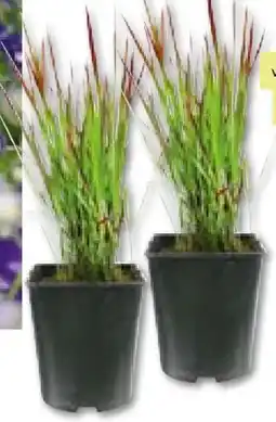 BayWa Bau & Garten Gräser Angebot