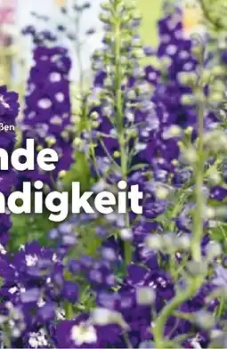 BayWa Bau & Garten Stauden Angebot