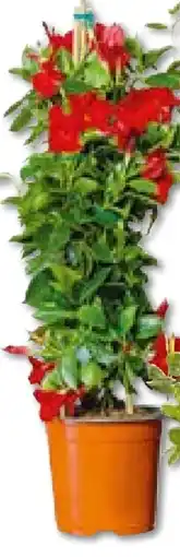 BayWa Bau & Garten Sundaville-Pyramide Dipladenia Angebot