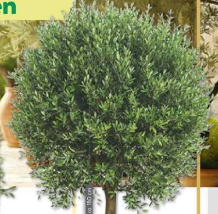 Olive 1 stk Angebot bei BayWa Bau & Garten