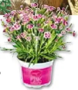 BayWa Bau & Garten Prinzess-Nelke Dianthus Pink Kisses Angebot