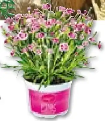 BayWa Bau & Garten Prinzess-Nelke Dianthus Pink Kisses Angebot