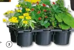 BayWa Bau & Garten Bunter Balkonkasten Tradition Angebot