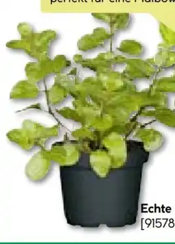 BayWa Bau & Garten Echte Minze Angebot