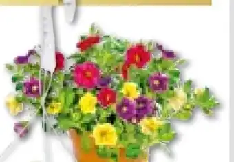 BayWa Bau & Garten Calibrachoa Trio Angebot