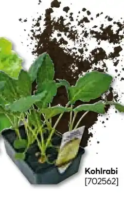 BayWa Bau & Garten Gemüsejungpflanzen Kohlrabi Angebot