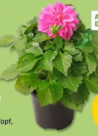 PENNY Dahlie Topf Angebot