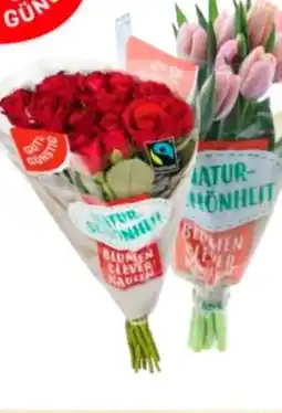 Edeka Gut & Günstig Moosrosen Angebot