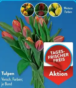 Aldi Süd Tulpen Angebot