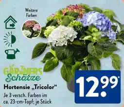 Aldi Süd GARTNERS Schätze Hortensie,,Tricolor'' Angebot