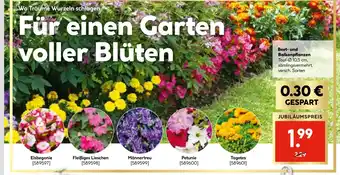 Hellweg Beet- und balkonpflanzen Angebot