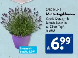 Aldi Süd GARDENLINE Muttertagsblumen Angebot