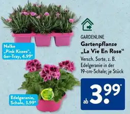 Aldi Süd GARDENLINE Gartenpflanze ,,La Vie En Rose" Angebot