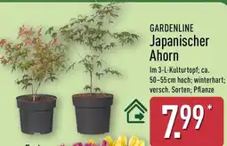Aldi Nord GARDENLINE Japanischer Ahorn Angebot