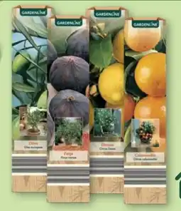 Aldi Nord GARDENLINE Mediterrane Pflanze Angebot