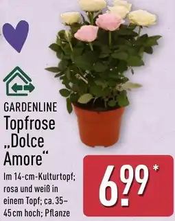 Aldi Nord GARDENLINE Topfrose ,,Dolce Amore" Angebot