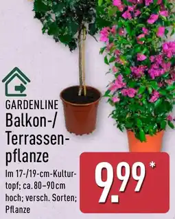 Aldi Nord GARDENLINE Balkon-/ Terrassen pflanze Angebot