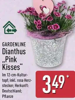 Aldi Nord GARDENLINE Dianthus ..Pink Kisses" Angebot