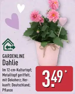 Aldi Nord GARDENLINE Dahlie Angebot