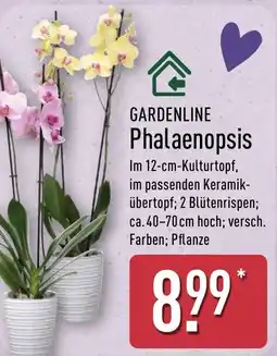 Aldi Nord GARDENLINE Phalaenopsis Angebot