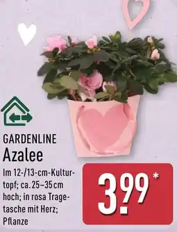 Aldi Nord GARDENLINE Azalee Angebot