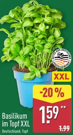 Aldi Nord Basilikum im Topf XXL Angebot