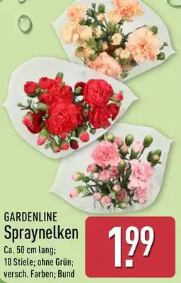 Aldi Nord GARDENLINE Spraynelken Angebot
