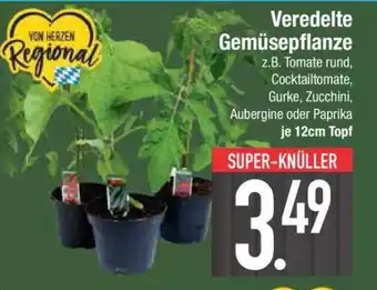 Edeka Veredelte Gemüsepflanze Angebot