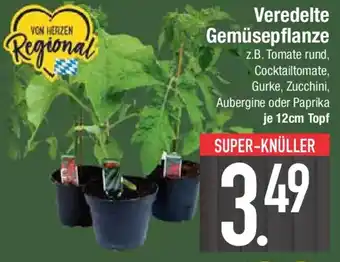 E-Center Veredelte Gemüsepflanze Angebot