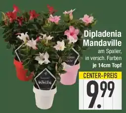 E-Center Dipladenia Mandaville Angebot