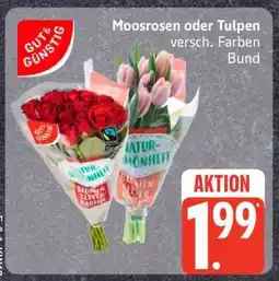 Edeka Moosrosen oder Tulpen Angebot