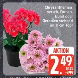 Edeka Chrysanthemen oder Geranien Angebot