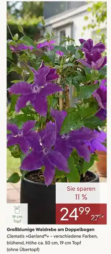 Pflanzen Kölle Großblumige waldrebe am doppelbogen clematis garland Angebot
