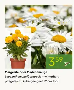 Pflanzen Kölle Margerite oder mädchenauge Angebot