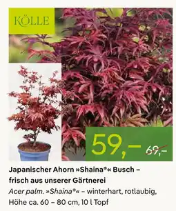 Pflanzen Kölle Kölle japanischer ahorn shaina busch - frisch aus unserer gärtnerei Angebot