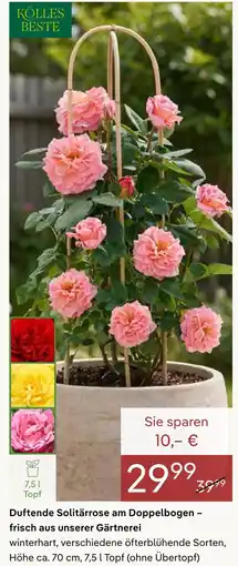 Pflanzen Kölle Kölle's beste duftende solitärrose am doppelbogen Angebot