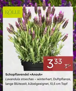 Pflanzen Kölle Kölle schopflavendel anouk Angebot