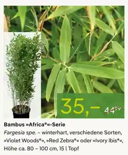 Pflanzen Kölle Bambus africa-serie Angebot